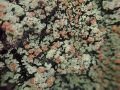 Xanthopsoroma contextum