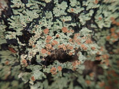 Xanthopsoroma contextum