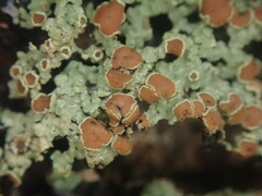 Xanthopsoroma contextum