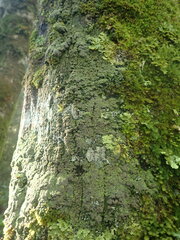 Psoroma asperellum