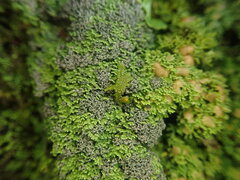 Psoroma asperellum