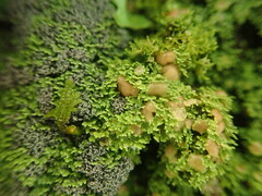Psoroma asperellum