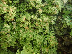 Psoroma asperellum