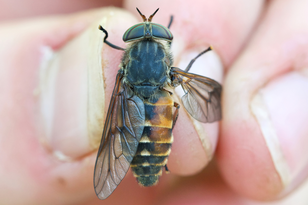 Hybomitra affinis