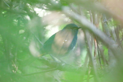 Luscinia phaenicuroides