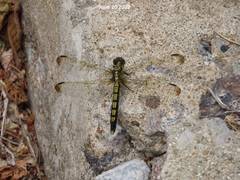 Orthetrum lineostigma