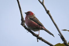 Carpodacus dubius