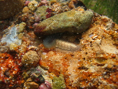 Ischnochiton cariosus