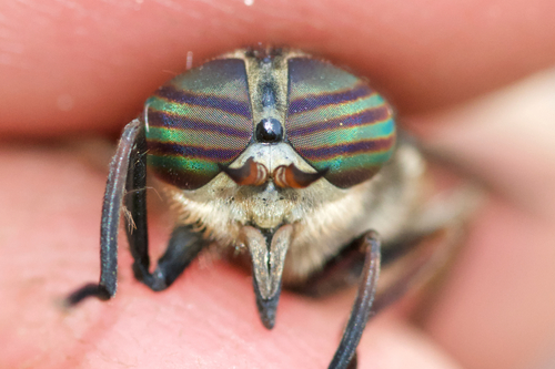 Hybomitra affinis photo 2