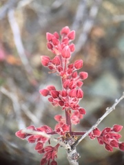 Pachycormus discolor