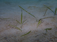 Halodule bermudensis