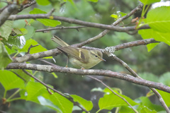 Phylloscopus pulcher