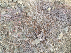 Pachycormus discolor