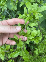 Sideroxylon reclinatum