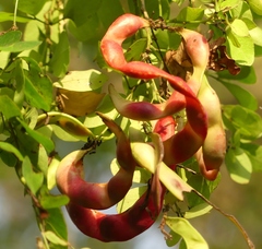 Pithecellobium dulce