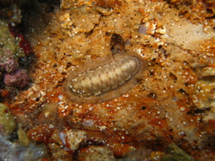 Ischnochiton cariosus