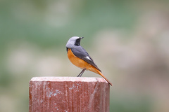 Phoenicurus hodgsoni