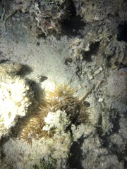 Isoaulactinia stelloides