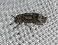 Ozotomerus japonicus