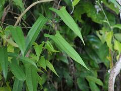 Dioscorea japonica