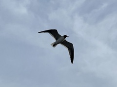Leucophaeus atricilla megalopterus