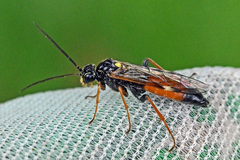 Tenthredopsis scutellaris