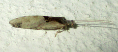 Micromus africanus
