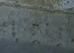 Anoplolepis gracilipes