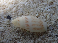 Olivella nivea