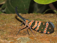Pyrops spinolae