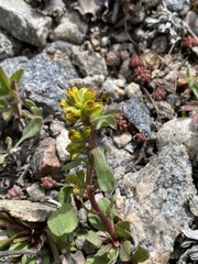 Solidago simplex simplex