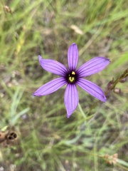 Sisyrinchium hitchcockii
