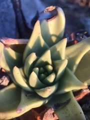 Dudleya acuminata