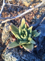 Dudleya acuminata