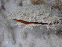 Pinna carnea