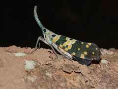 Pyrops viridirostris