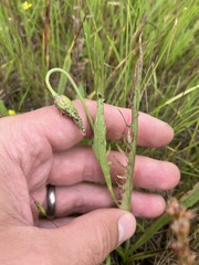 Microseris laciniata
