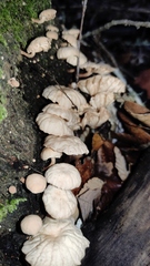 Marasmiellus alliiodorus