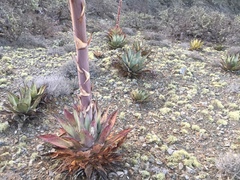 Agave vizcainoensis