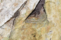 Anolis lucius