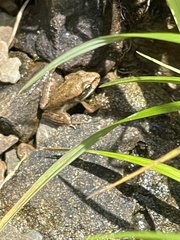 Rana cascadae
