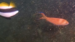 Pseudanthias squamipinnis