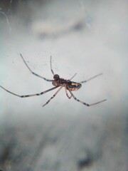 Latrodectus hesperus