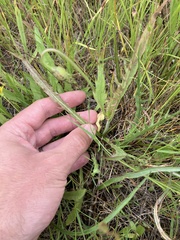 Microseris laciniata