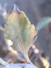 Ambrosia chenopodiifolia