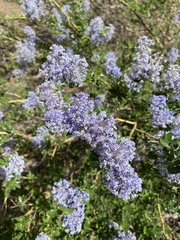 Ceanothus parvifolius