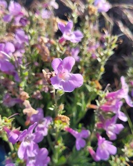 Penstemon gairdneri