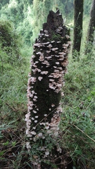 Marasmiellus alliiodorus