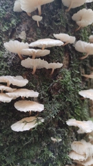 Marasmiellus alliiodorus