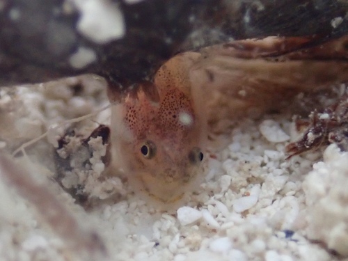 Key Brotula (Ogilbia cayorum) — Bythitidae — 4